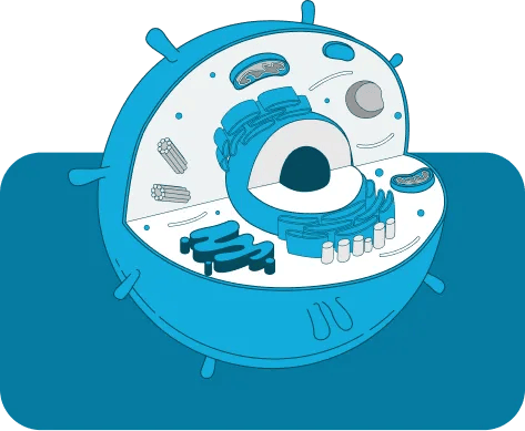 longeny mitochondrial health