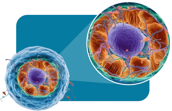 longeny mitochondrial health